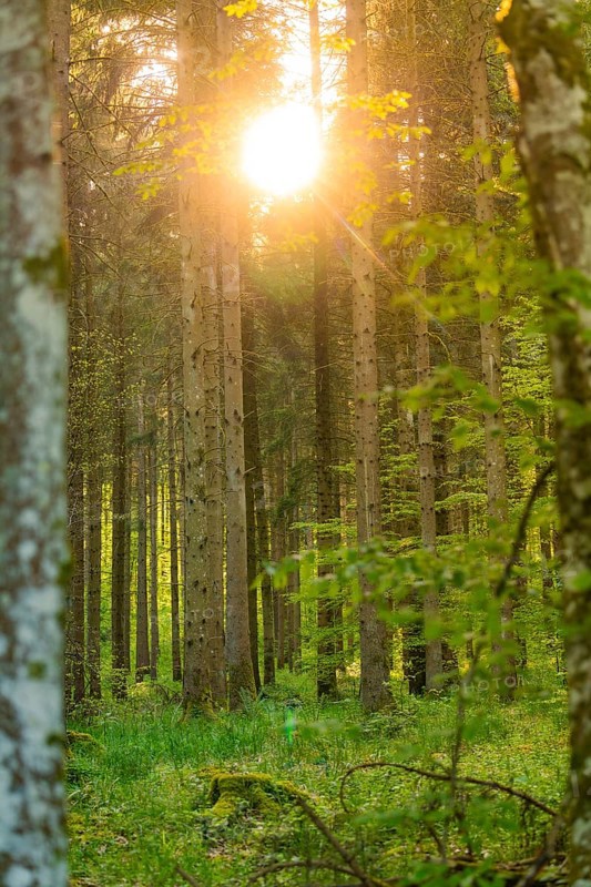 Sunlight breaking through long trees in a dense forest, Gechingen, Hecken and Gäu region, district of Calw, Germany