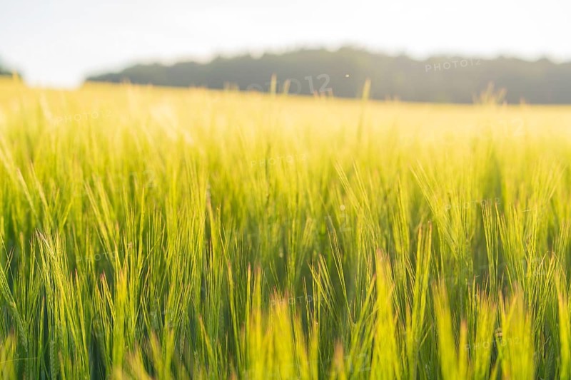 Tall yellow grain growing in the summer light, surrounded by a wide, gentle horizon, Gechingen, Hecken and Gäu region, Calw district, Germany