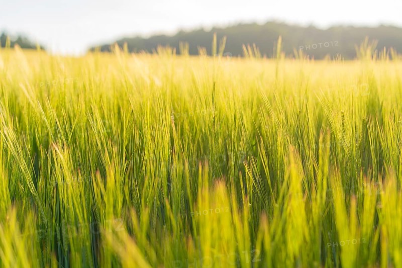 Golden-yellow grain rises high in a wide field under a gentle summer sky, Gechingen, Hecken and Gäu region, Calw district, Germany