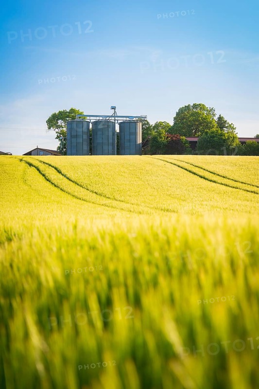 A wide grain field in front of silos and trees under a clear sky in summer, Gechingen, Hecken and Gäu region, district of Calw, Germany