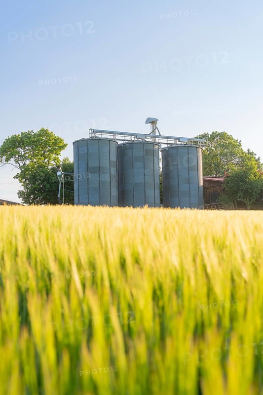 Silos rise behind a sunlit grain field on a clear summer day, Gechingen, Hecken and Gäu region, district of Calw, Germany
