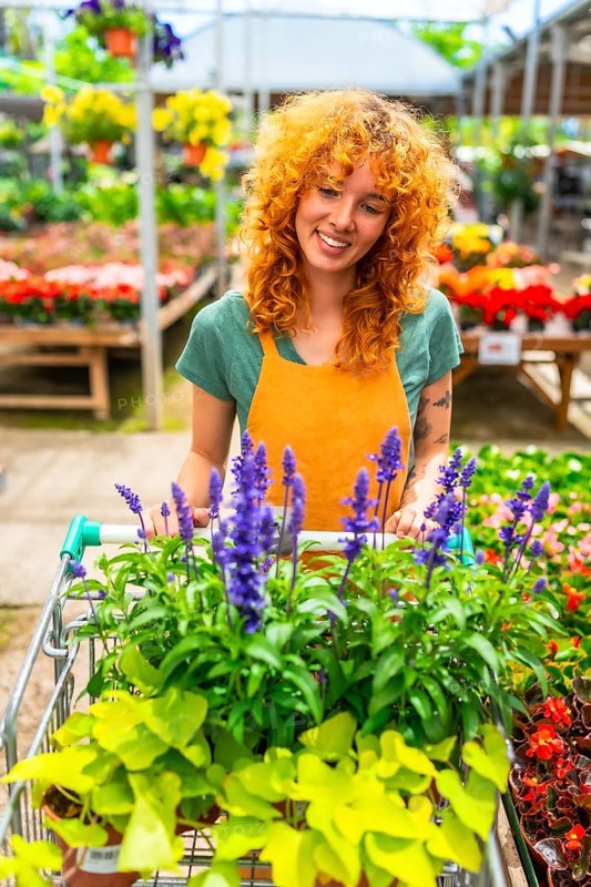 Smiling gardener pushing a shopping cart filled with vibrant lavender and various plants while working in a lively greenhouse