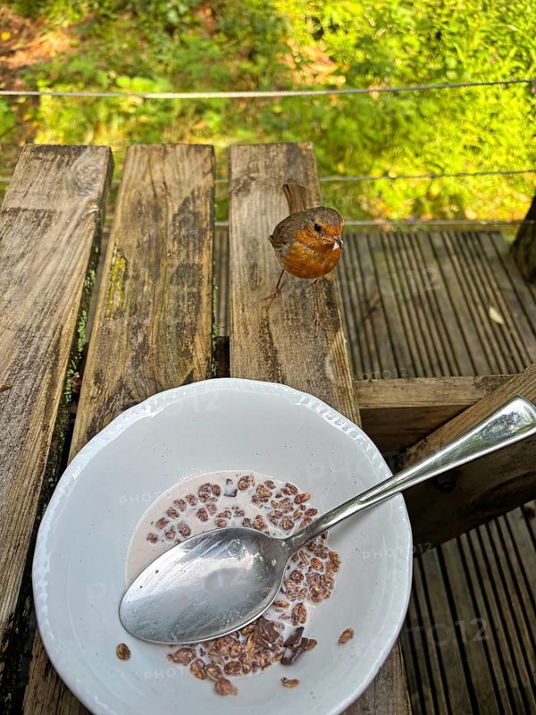 A bird sits next to a bowl of cereal on an outdoor wooden table, camping, Trust, Cornwall, England, United Kingdom