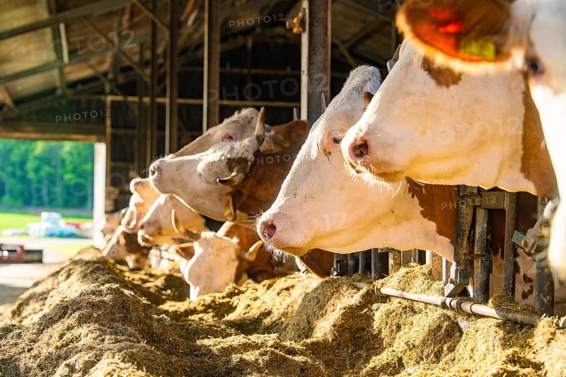 Row of cows in the barn with green landscape in the background