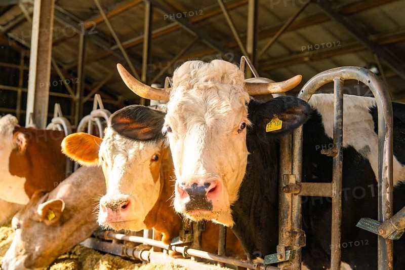 Two cows next to each other at the gate in the light-coloured barn