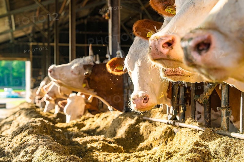 Several cows in the barn eating in a row at the feeding trough