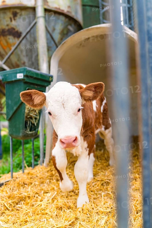 Curious calf in the barn on straw stands in front of the gate
