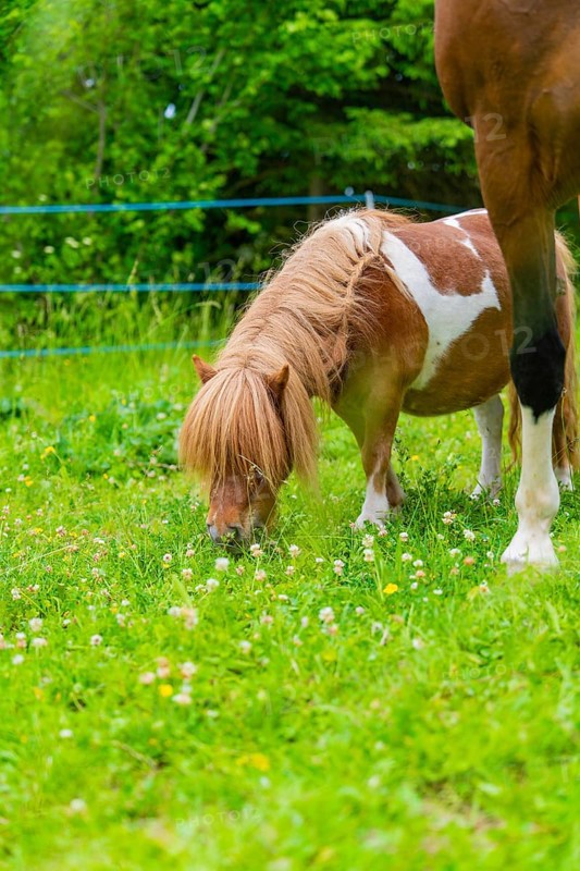 Pony with brown and white spots eating grass in a flowering meadow, Gechingen, Black Forest, Germany