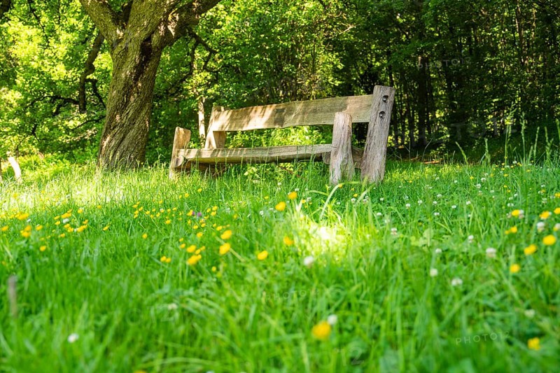 Wooden bench in a blooming meadow, surrounded by trees and flowers, Gechingen, Black Forest, Germany