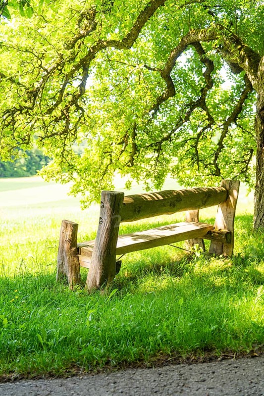 A rustic wooden bench under a large shady tree, Gechingen, Black Forest, Germany