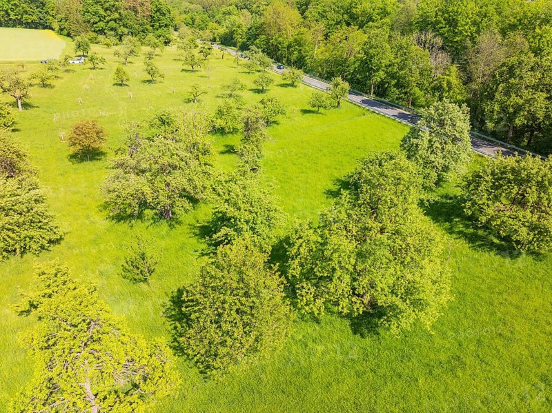 Green meadow with trees along a road in the countryside, orchards, compensation project for Hermann Hesse railway to promote endangered species, Althengstett, Germany