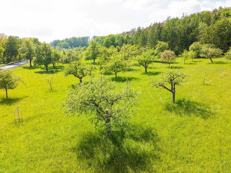 Green orchard with several flowering trees in spring, orchards, compensation project for Hermann Hesse railway to promote endangered species, Althengstett, Germany