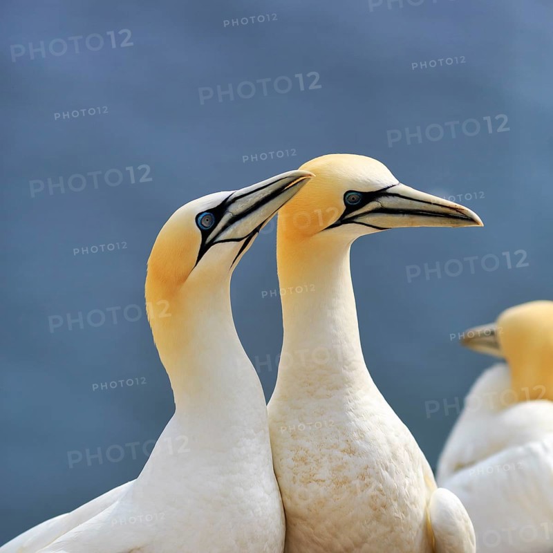 Gannet (Morus bassanus), pair, bird cliffs, Heligoland Island, Schleswig-Holstein, Germany