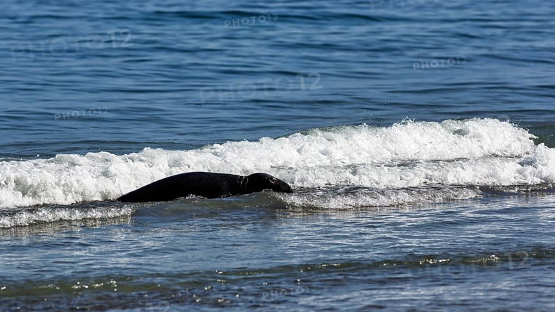 Grey seal (Halichoerus grypus) swimming, surf, Helgoland dune, Helgoland Island, Schleswig-Holstein, Germany