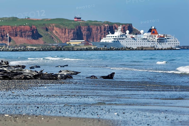 Grey seals (Halichoerus grypus) lying on the beach of the Heligoland dune, cruise ship in front of cliffs, mass tourism, Heligoland, North Sea, Schleswig-Holstein, Germany