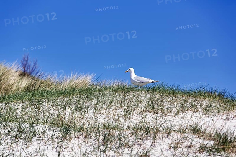 Single seagull on a dune, blue sky, Heligoland Island, Schleswig-Holstein, Germany