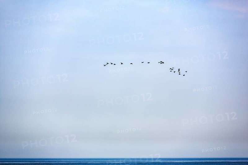 Flock of birds over the sea, halo in the sky, bird cliffs, Heligoland Island, Schleswig-Holstein, Germany
