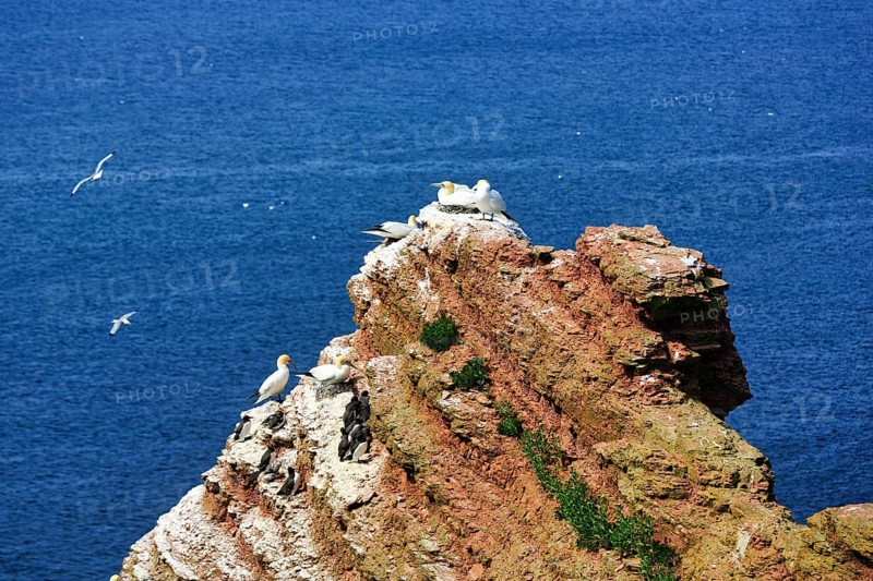 Northern gannets (Morus bassanus) and common guillemots (uria aalge) on bird cliffs, Heligoland Island, Schleswig-Holstein, Germany