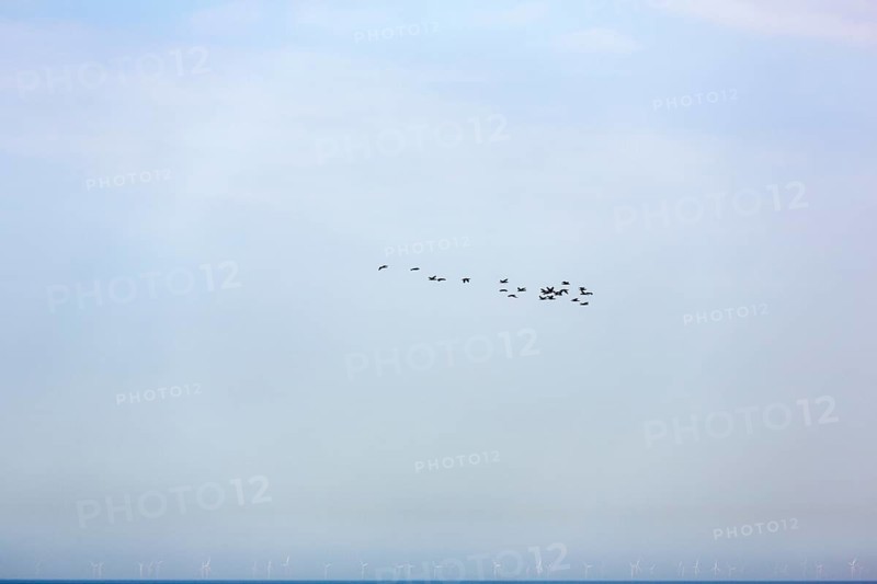 Flock of birds over the sea, wind turbine in the haze, Heligoland Island, Schleswig-Holstein, Germany