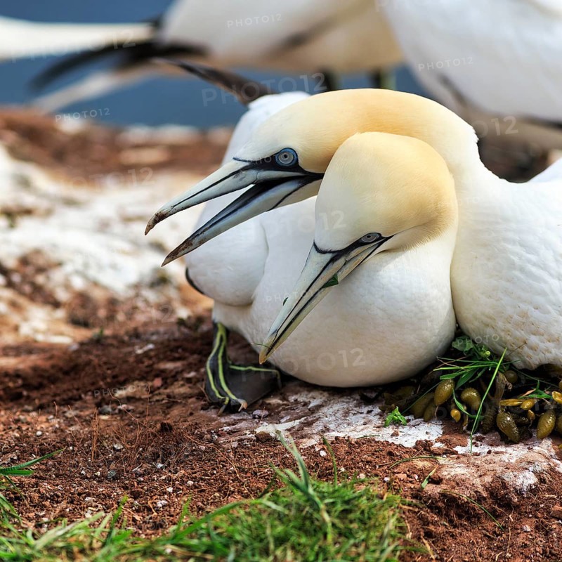 Northern gannet (Morus bassanus) defending attack on nest, bird cliffs, Heligoland Island, Schleswig-Holstein, Germany