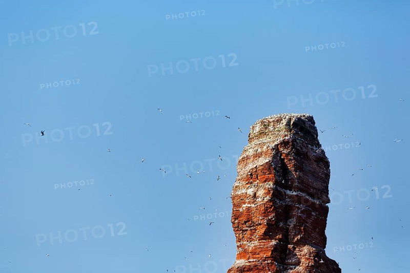 Lange Anna breakwater, gannet (Morus bassanus), bird cliff, Heligoland Island, Schleswig-Holstein, Germany