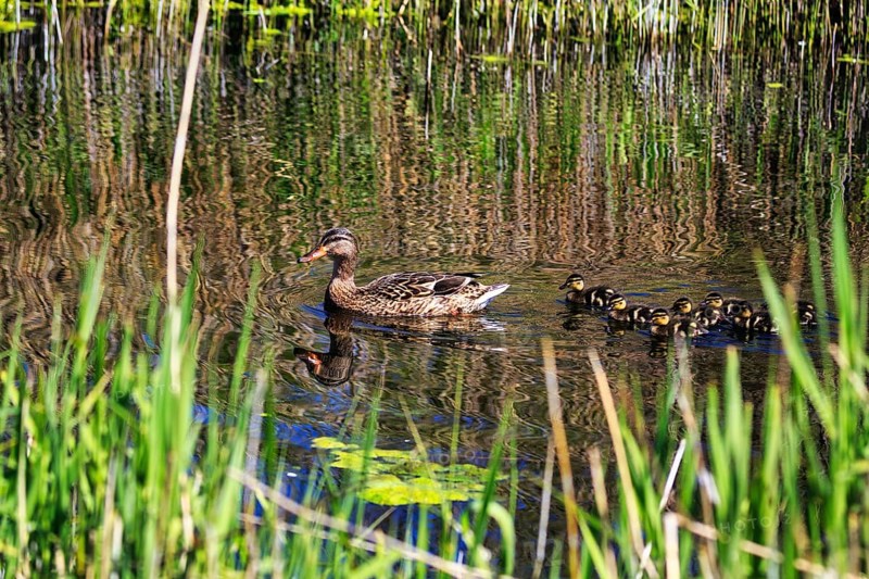 Duck with several chicks, swimming on pond, dune, offshore island of Heligoland, Schleswig-Holstein, Germany