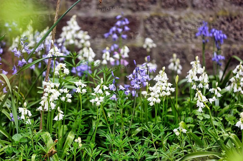Bluebells, blue and white, Heligoland Island, Schleswig-Holstein, Germany