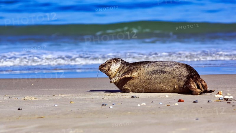 Grey seal (Halichoerus grypus) lying on the beach, surf, Helgoland dune, Helgoland Island, Schleswig-Holstein, Germany