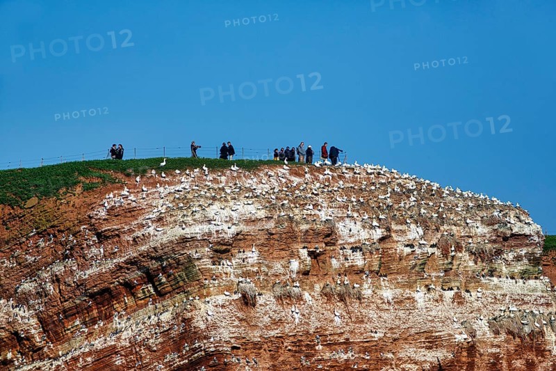 Photographers and tourists on bird cliffs, Helgoland Island, Schleswig-Holstein, Germany