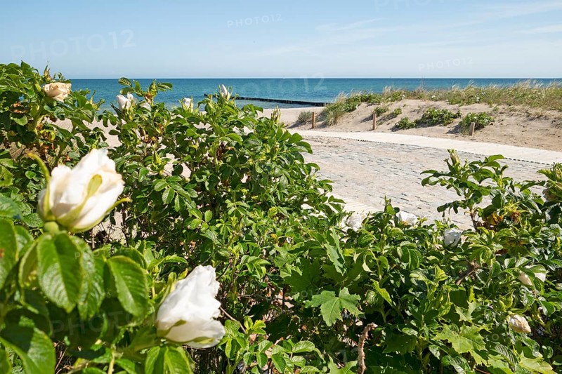 Beach access, beach, Baltic Sea, Baltic seaside resort, Kühlungsborn, Rostock district, Mecklenburg-Western Pomerania, Germany