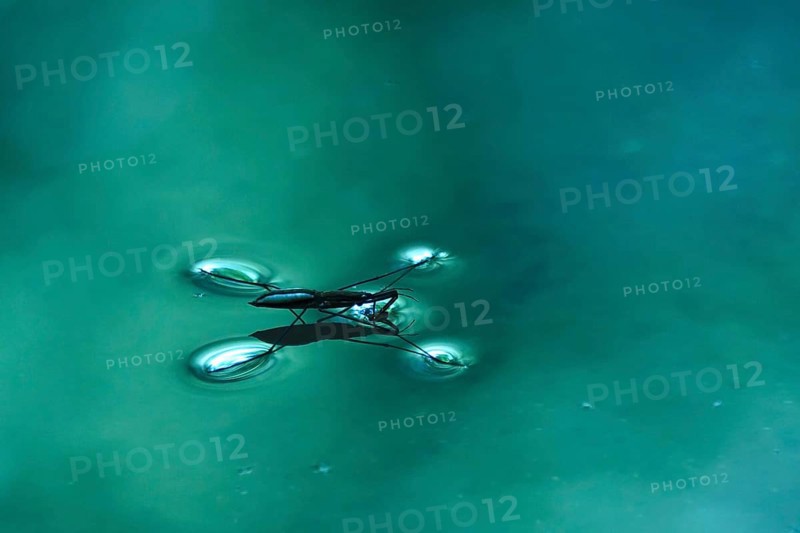 Insect Water strider (Gerridae) on a river, June, Saxony, Germany