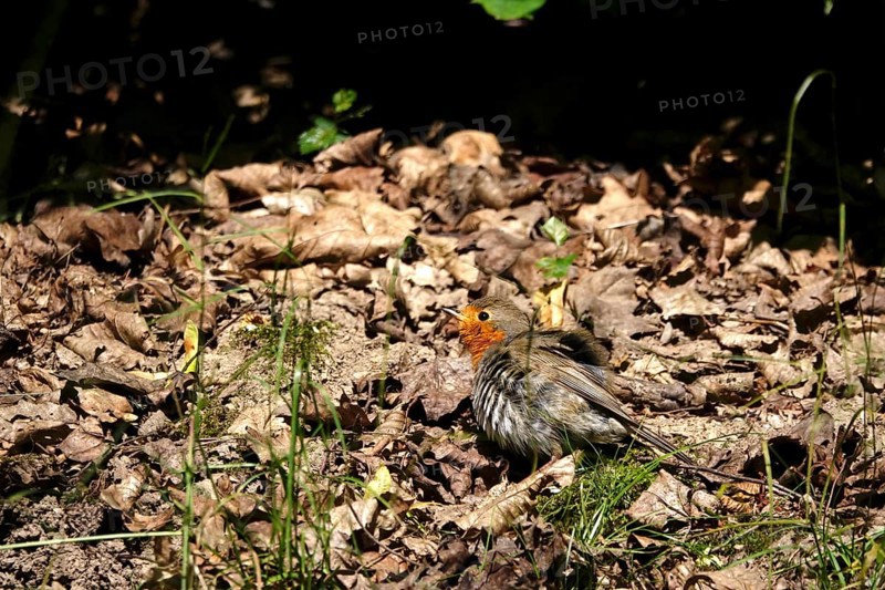 Young robin taking a sand bath, June, Germany