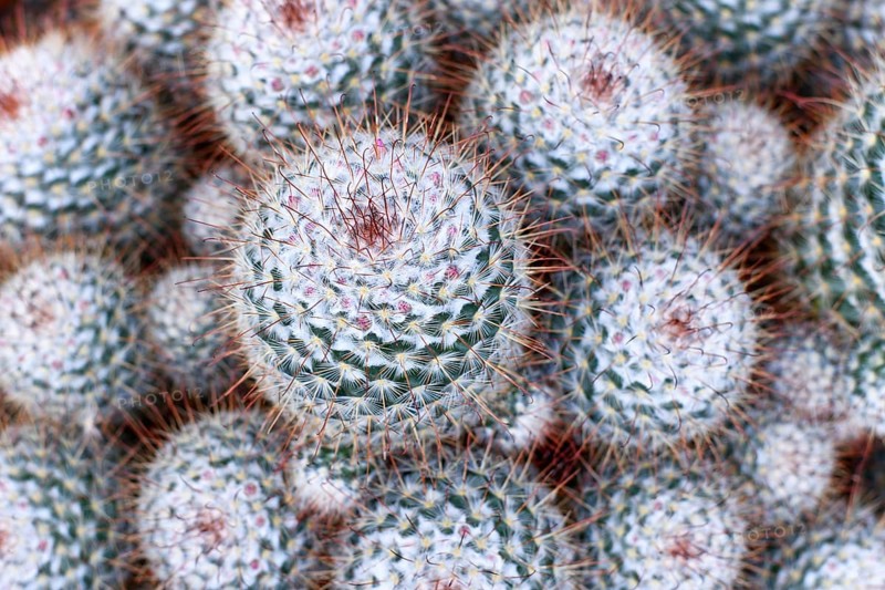 Close up of 'Mammillaria geminispina' cacti. Also callled twin spined cactus