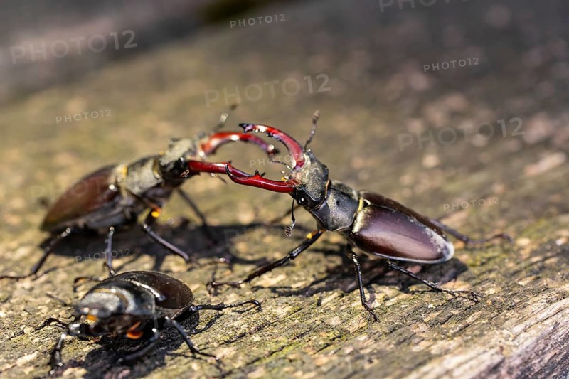 Stag beetles fight for a female in the oak forest of the Swabian Pre-Alps