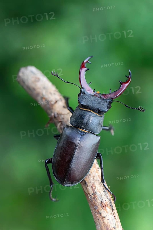 Detailed close-up of a stag beetle (Lucanus cervus) in its natural habitat