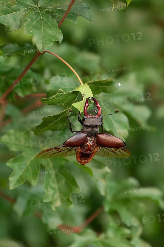 Stag beetle (Lucanus cervus) shortly in front of taking off for flight in the sunset over oak forest in the Swabian Alb foothills