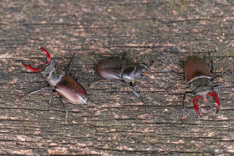 Stag beetle (Lucanus cervus) fighting for a female in the oak forest of the Swabian Pre-Alps