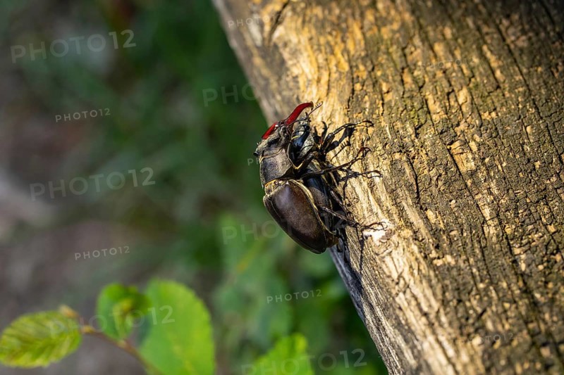 Mating of stag beetles in the oak forest of the Swabian Pre-Alps