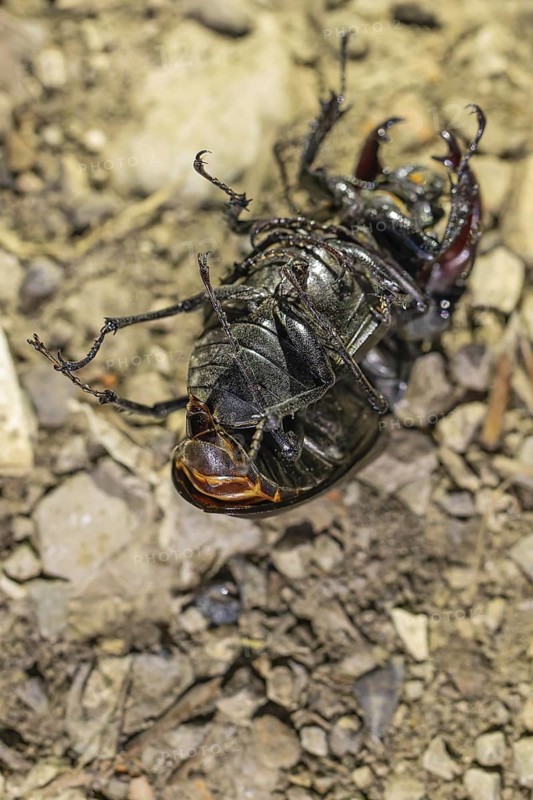 Mating of stag beetles in the oak forest of the Swabian Pre-Alps