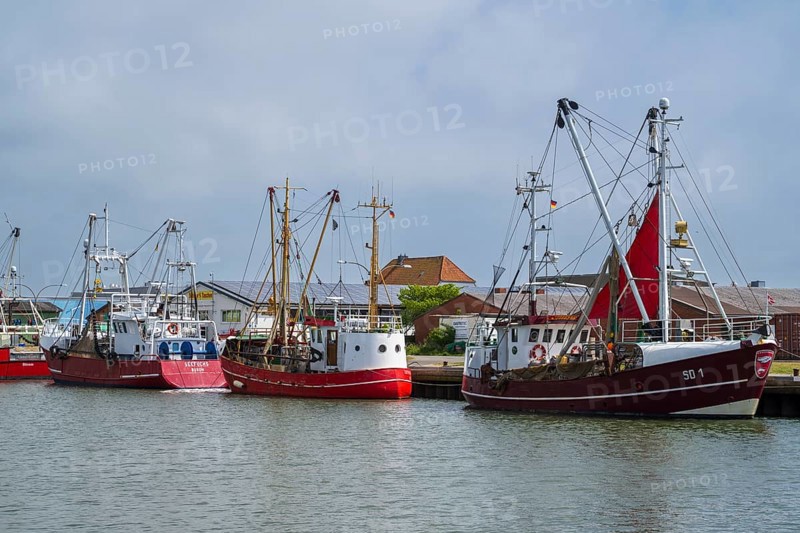 Fishing boats in the fishing harbour, Büsum, North Sea, Schleswig-Holstein, Germany