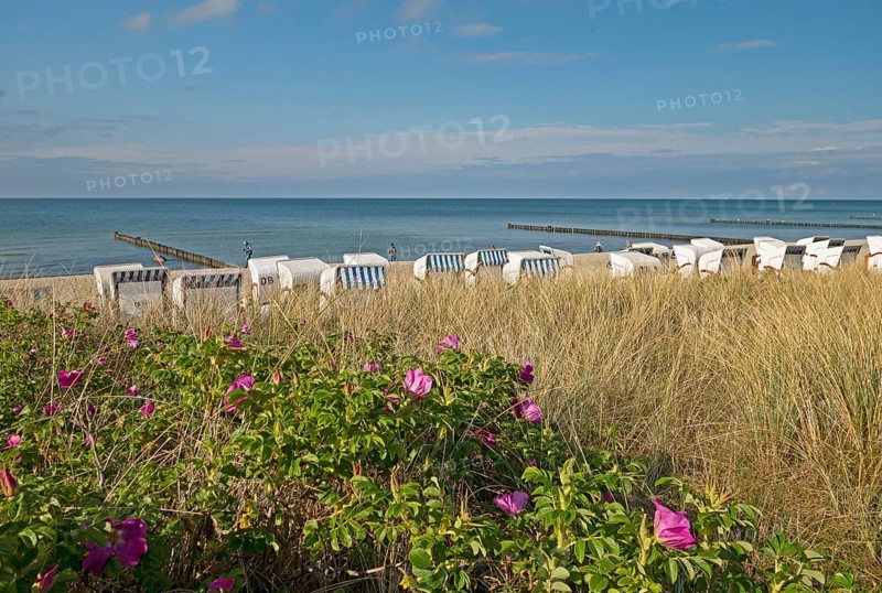 Potato roses, beach chairs, Baltic Sea, Kühlungsborn, Rostock district, Mecklenburg-Western Pomerania, Germany
