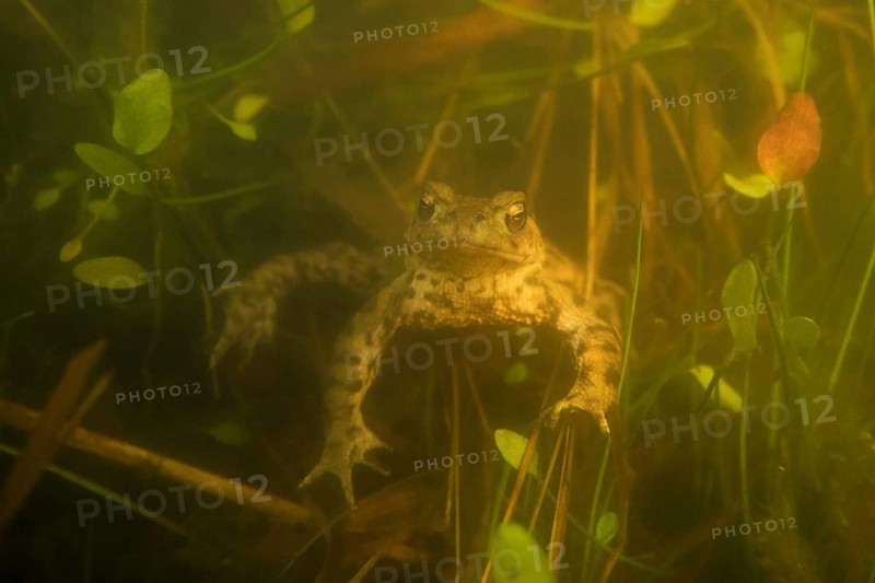 Waiting... Common toad (Bufo bufo) waiting for a female in a small herbaceous pond during the spawning season, underwater photo, native nature, wildlife, North Rhine-Westphalia, Germany