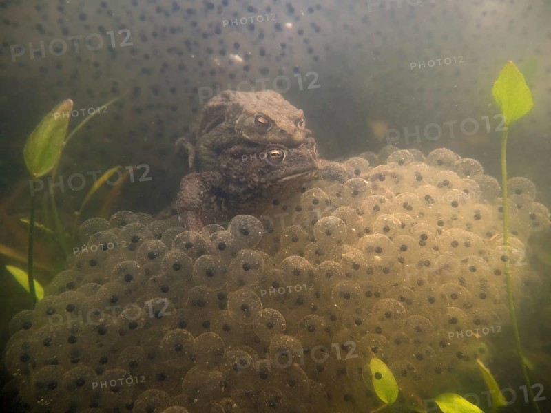 In the middle of frog spawn... Common toads (Bufo bufo), underwater photo from a local pond, mating of common toads, wildlife, North Rhine-Westphalia, Germany