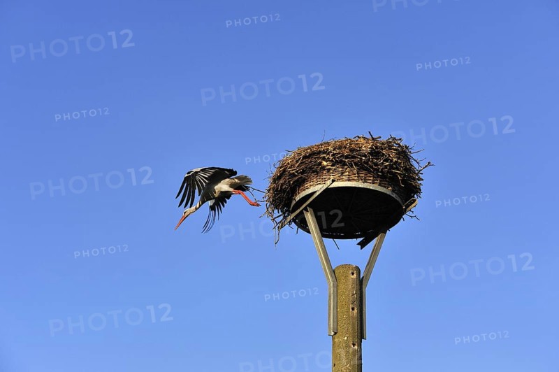 White stork (Ciconia ciconia) leaving its nest against blue sky, Kuhlrade, Mecklenburg-Western Pomerania, Germany