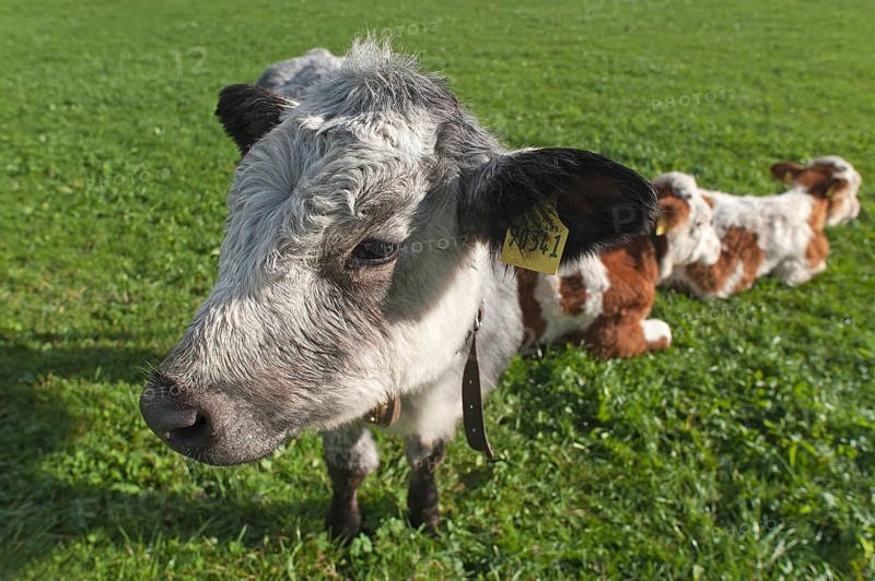 Cow, young calves on pasture, Weitnau, Allgäu, Bavaria, Germany, Public ground