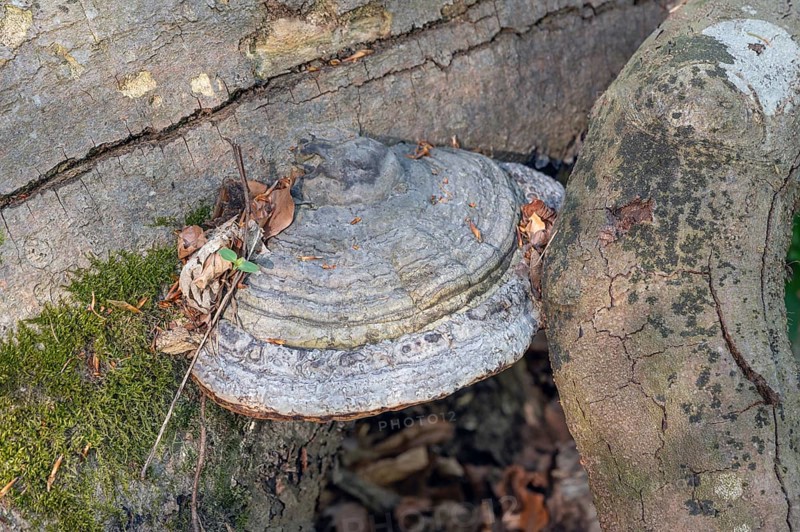 Tinder fungus (Fomes fomentarius) on dead wood, Bavaria, Germany