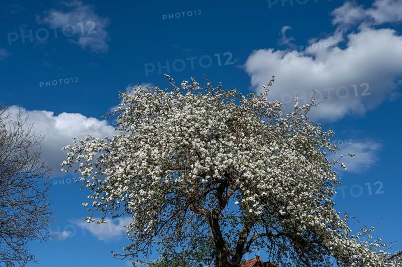 Flowering pear tree (Prunus), blue sky, Bavaria, Germany