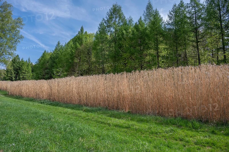 Reed cultivation (Miscanthus), Franconia, Bavaria, Germany