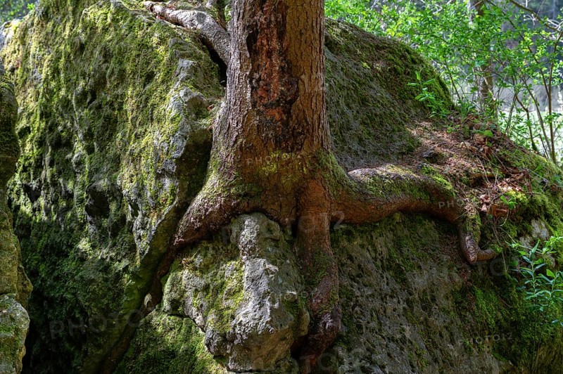 Rooted pine (Pinus) on a rock, Franconia, Bavaria, Germany