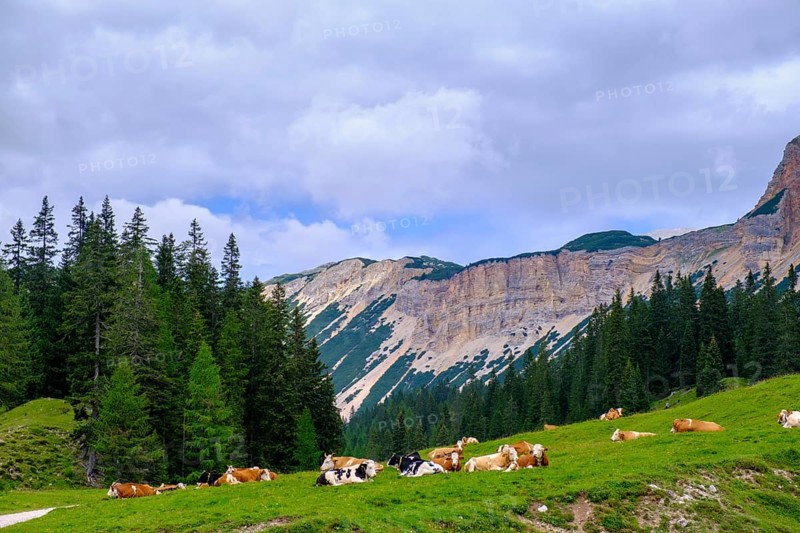 Cows at Rifugio Ra Stua, Ra Stua Alm, Valon Scuro, near Cortina d'Ampezzo, Dolomites, Trentino, Italy